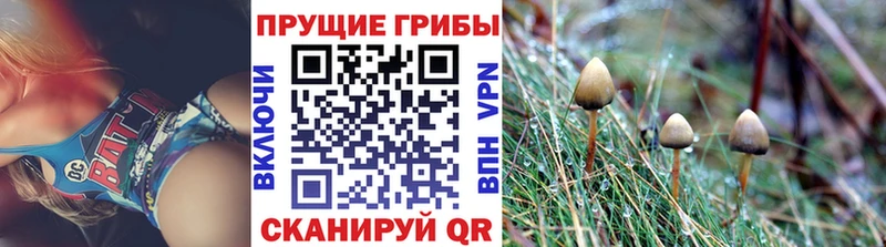Псилоцибиновые грибы Psilocybe  Пущино 